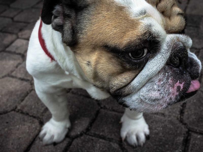 FUJIFILM X-T5 ボディ ブラック 買取いたしました！