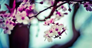 iPhone 16シリーズを高く売るなら今！春の買い替えシーズンに錦糸町R-BoXへ